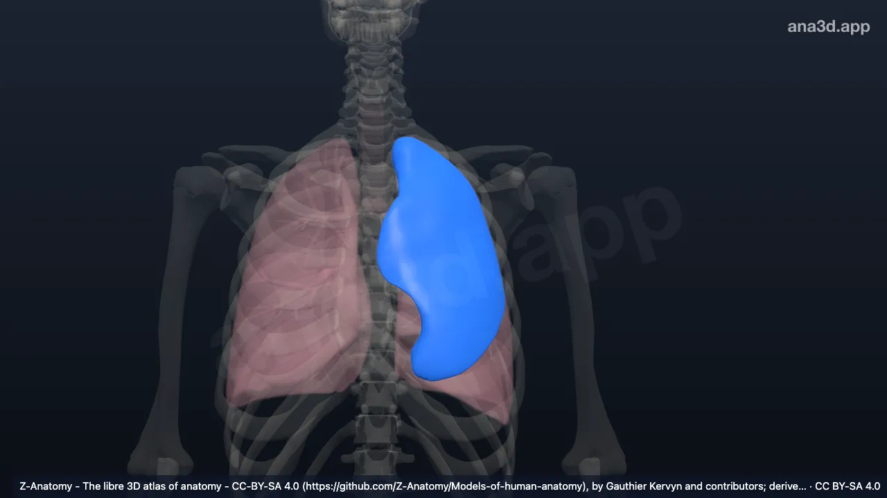 3D-Modell: Oberlappen der linken Lunge