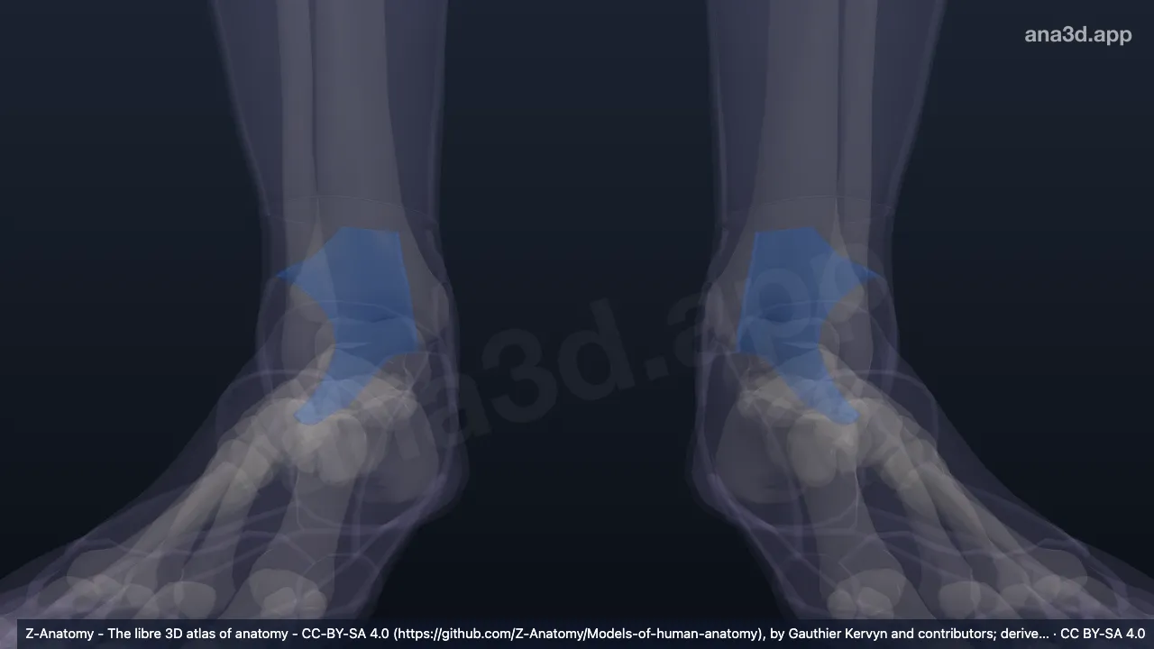 3D model: lateral retromalleolar region