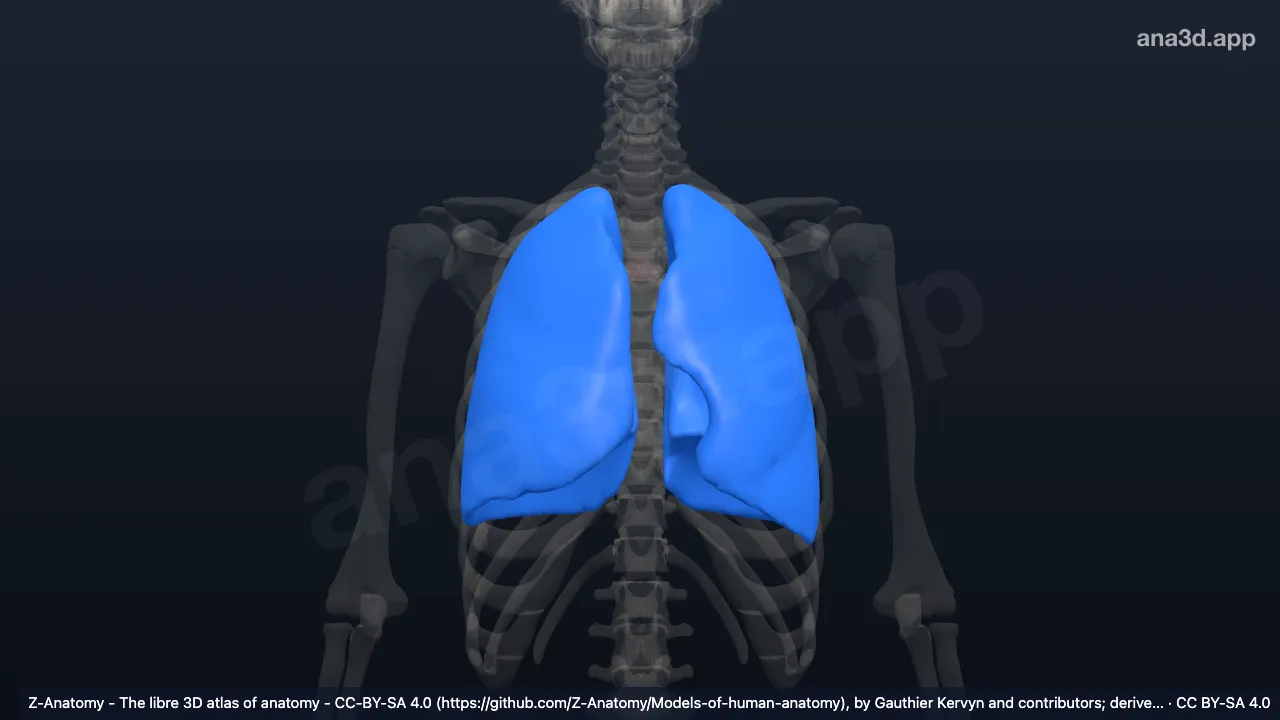 3D-Modell: Pleura