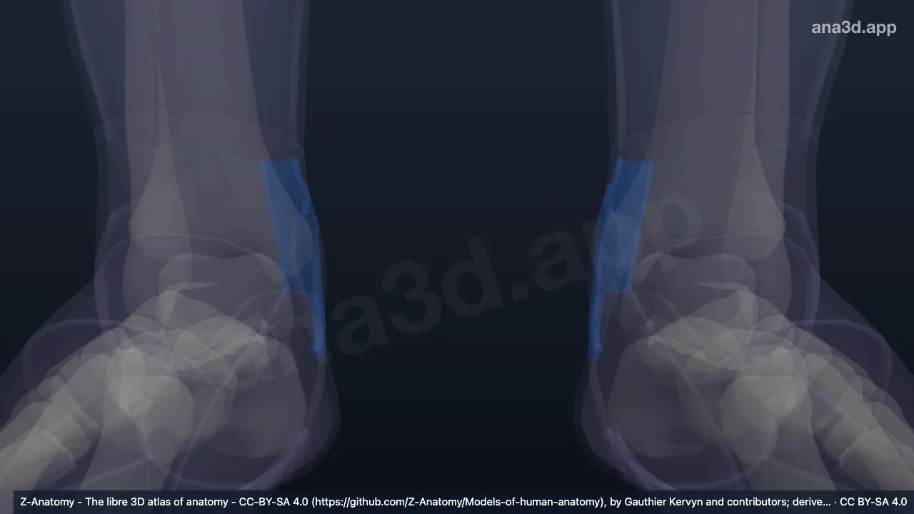 3D model: medial retromalleolar region