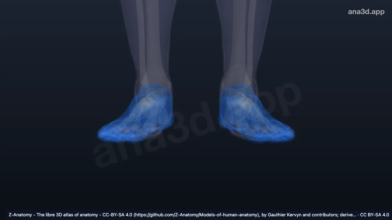 Mô hình 3D: Các vùng bàn chân