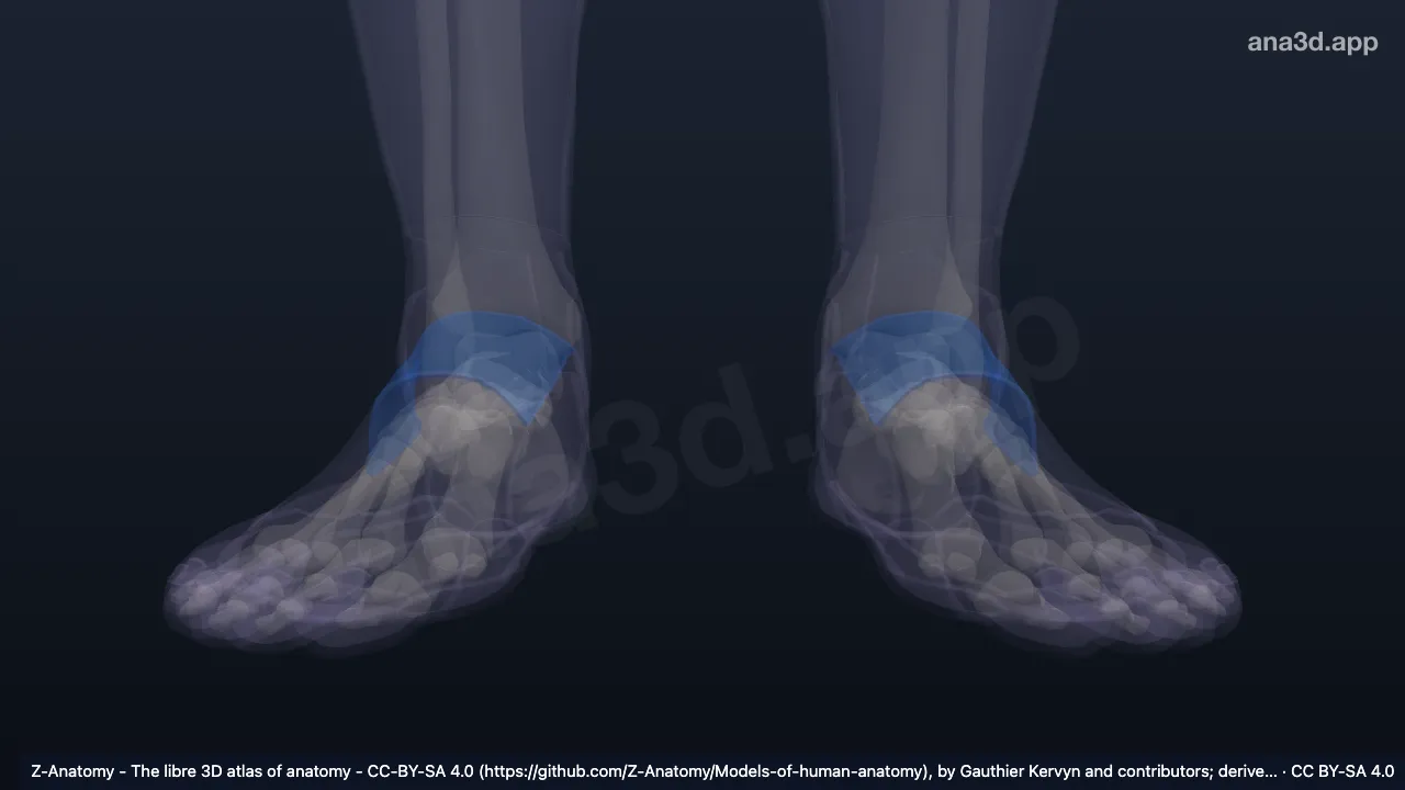 Modelo 3D: Dorso do pé
