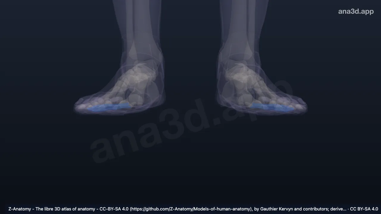 Model 3D: Bagian lateral arkus longitudinalis kaki