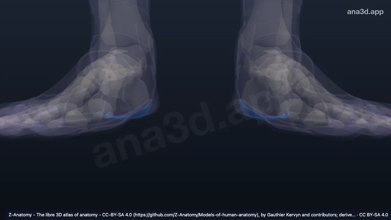 Model 3D: Arkus transversus proksimal kaki