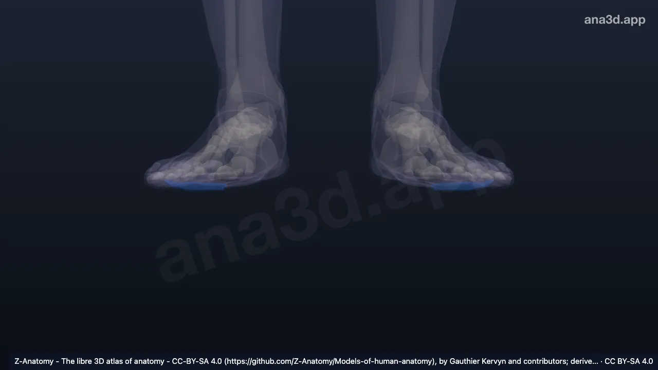 Modelo 3D: Arco transverso distal del pie