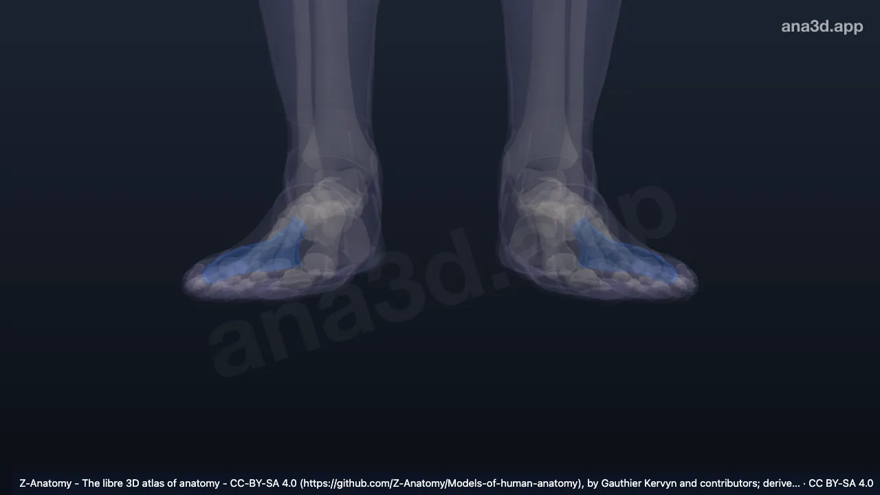 Modelo 3D: Borda lateral do pé