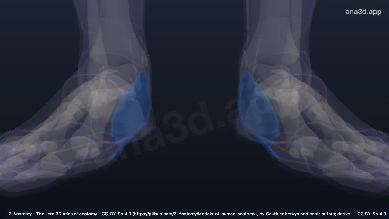 Modèle 3D : Bord médial du pied
