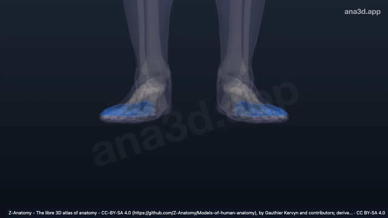 3D-Modell: Facies dorsales digitorum pedis