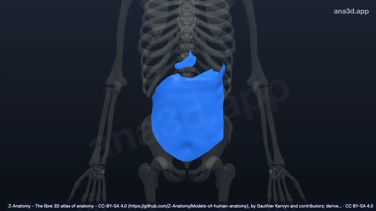 Modelo 3D: Cavidade abdominopélvica