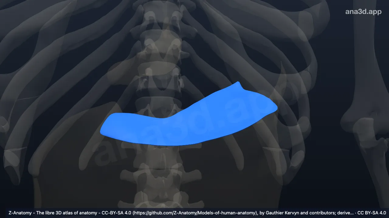 Modèle 3D : Mésocôlon