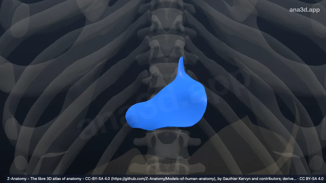 Modèle 3D : Petit omentum