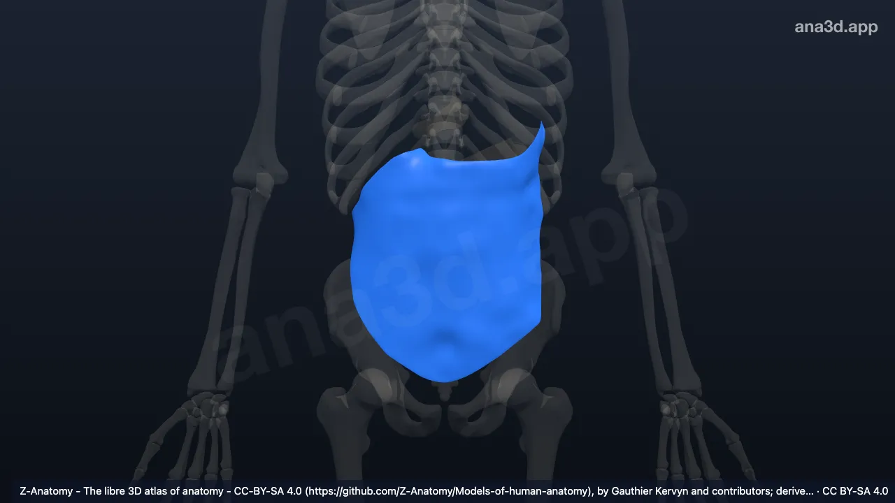 Modèle 3D : Grand omentum
