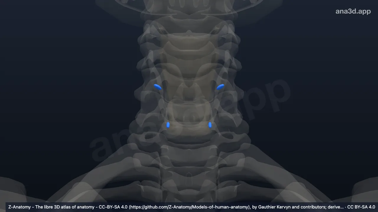 Modelo 3D: Glândulas endócrinas