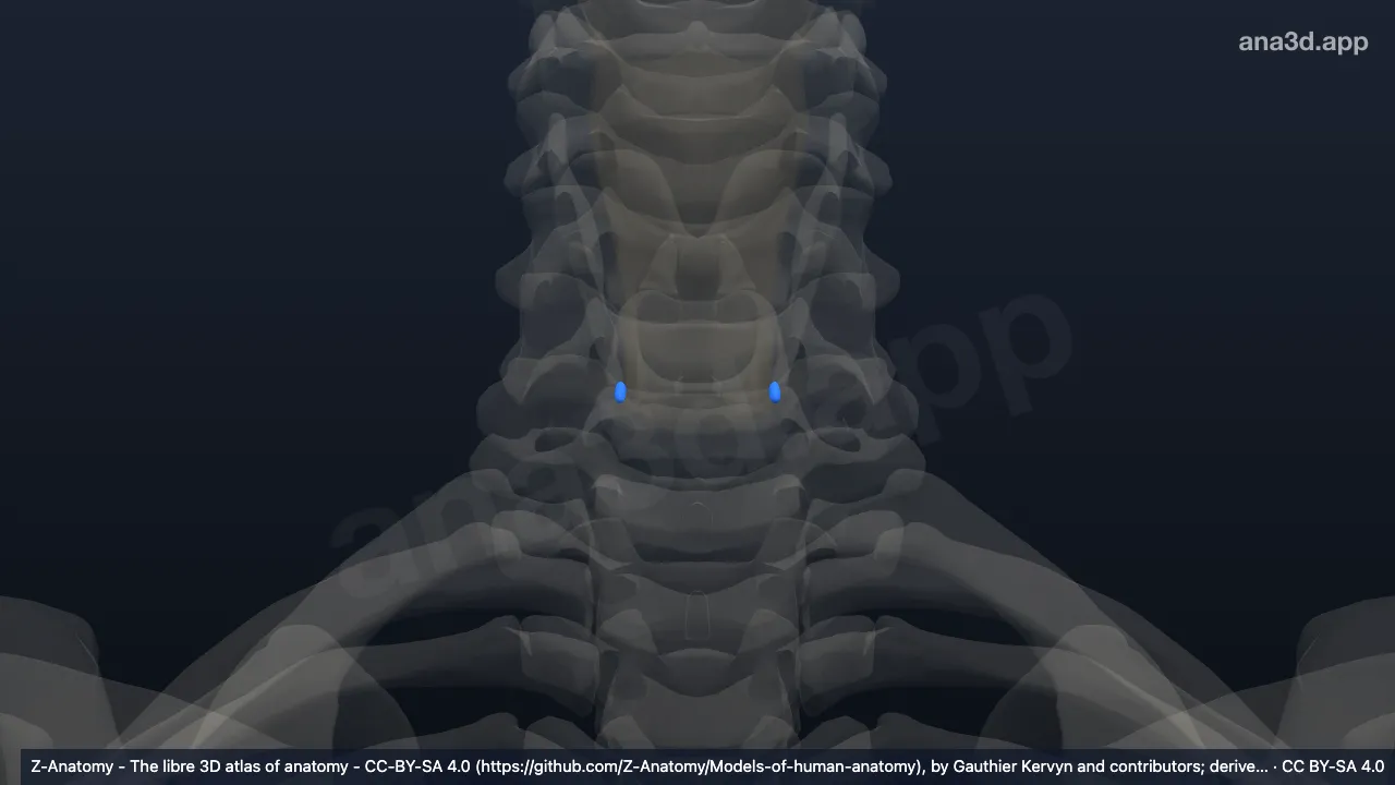 3D model: inferior parathyroid gland
