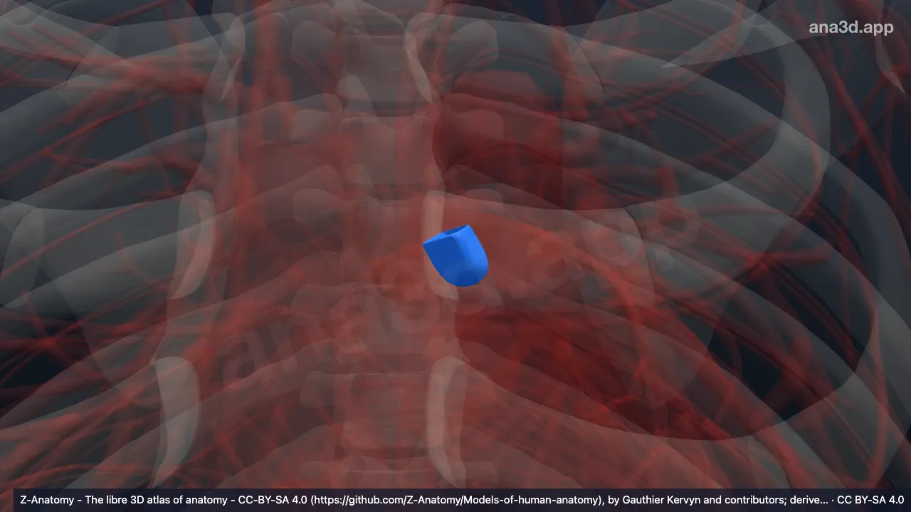 3D-Modell: Linkes koronares Segel