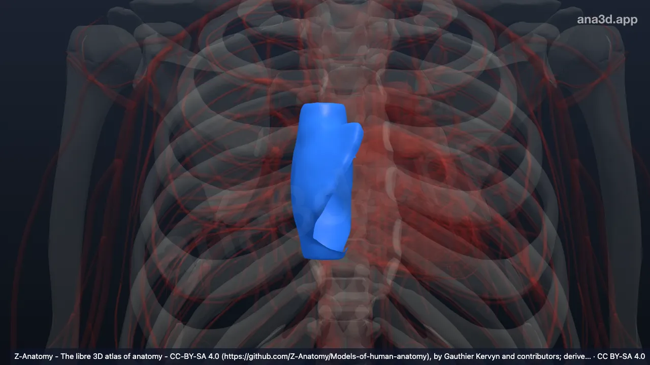 3D model: right atrium