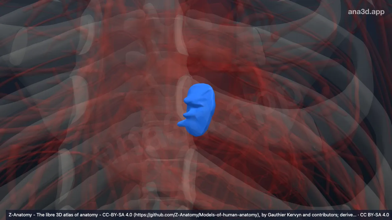 3D 模型：右心室隔侧乳头肌