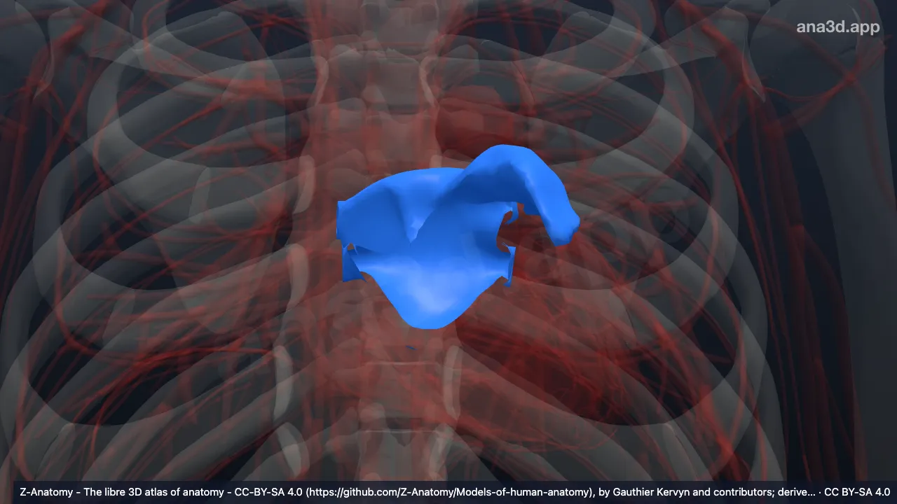 3D model: left atrium