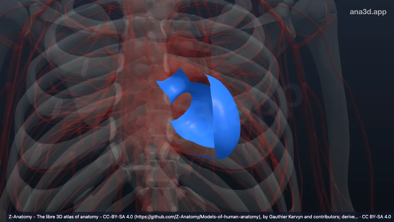Modelo 3D: Ventrículo izquierdo
