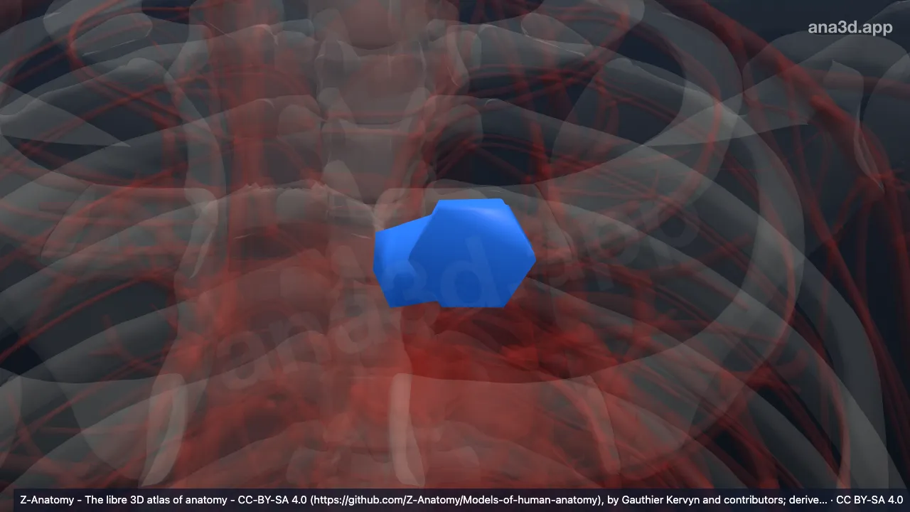 3D-Modell: Bifurcatio trunci pulmonalis