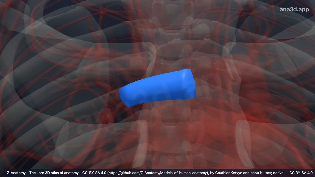 Modèle 3D : Artère pulmonaire droite