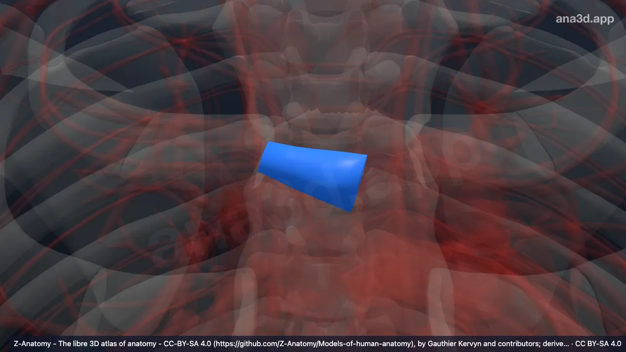 Modelo 3D: Arteria lobar superior del pulmón derecho