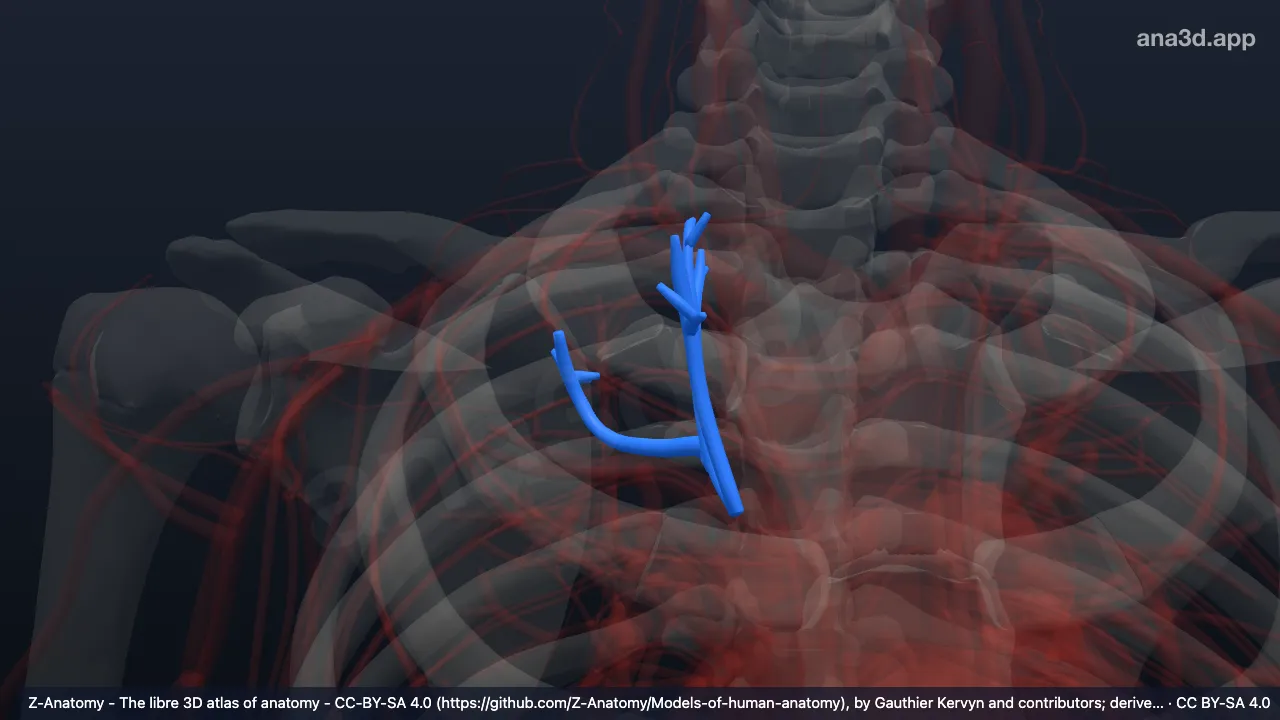 3D-Modell: Arteria segmentalis apicalis der rechten Lunge