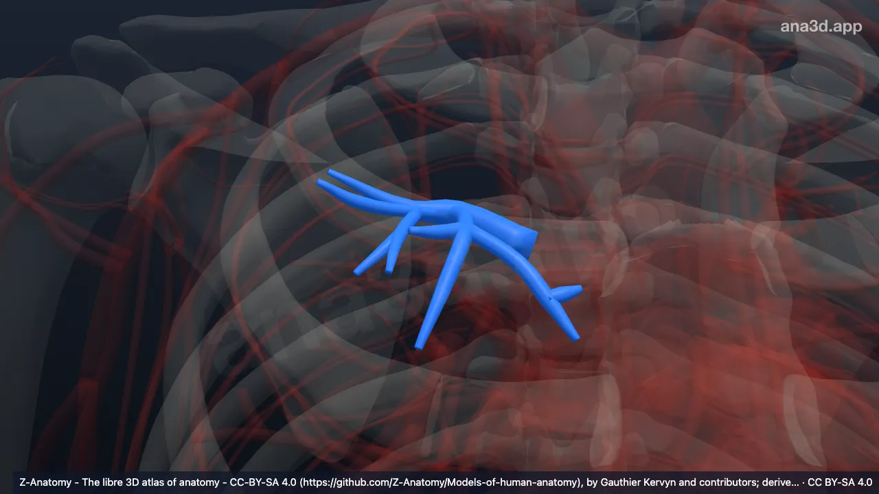 3D-Modell: Arteria segmentalis anterior der rechten Lunge