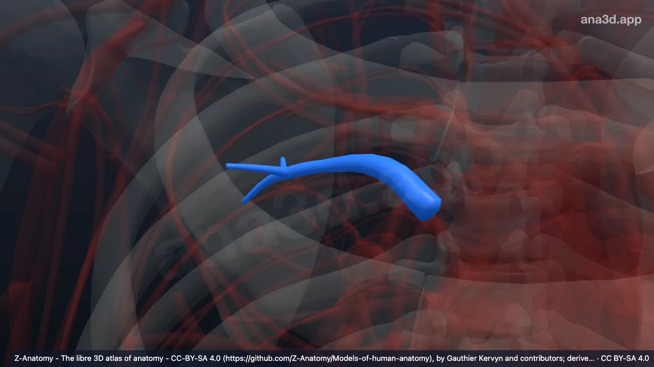 3D-Modell: Arteria segmentalis posterior der rechten Lunge