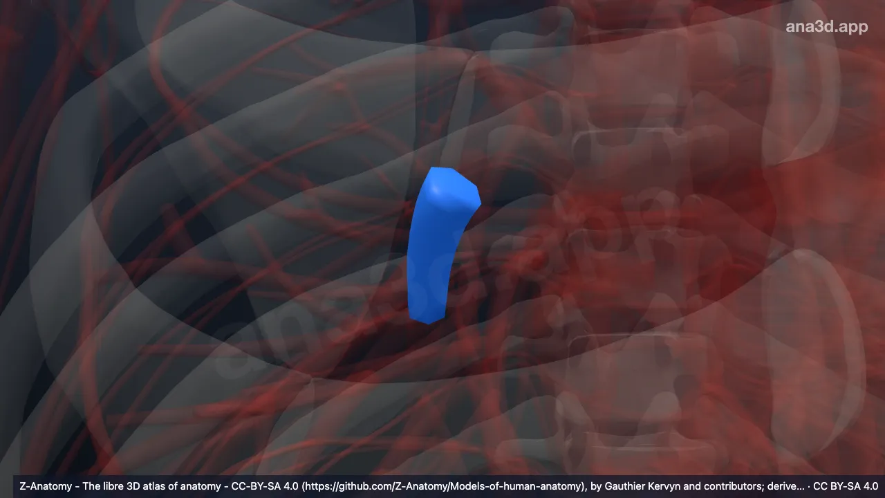 Model 3D: Arteri lobaris inferior paru kanan