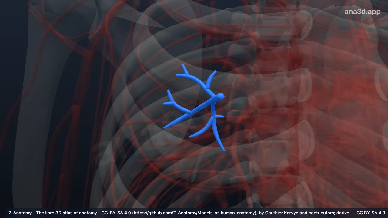 3D-Modell: Arteria segmentalis superior der rechten Lunge