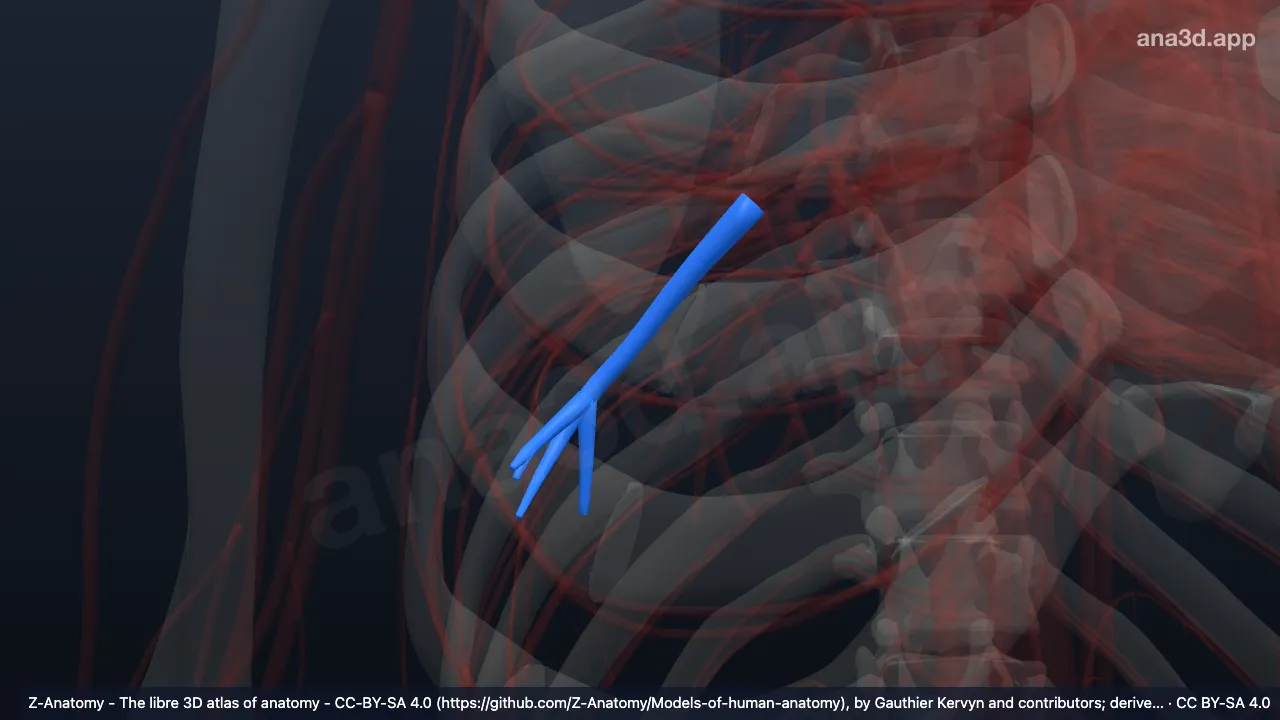 Modelo 3D: Artéria segmentar basal anterior do pulmão direito
