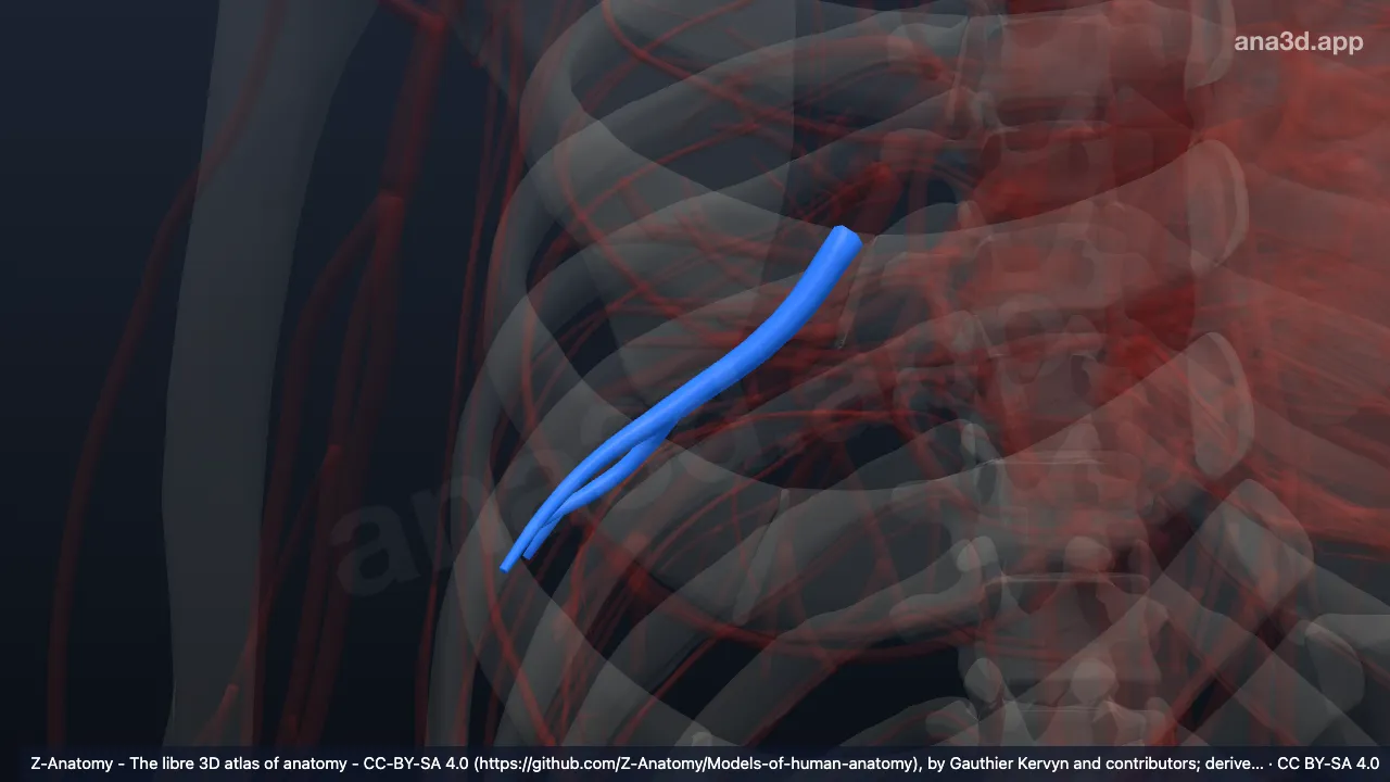 3D-Modell: Arteria segmentalis basalis lateralis der rechten Lunge