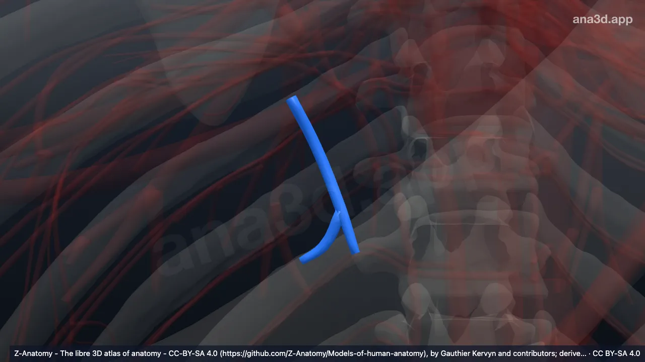 Modelo 3D: Artéria basal segmentar medial do pulmão direito