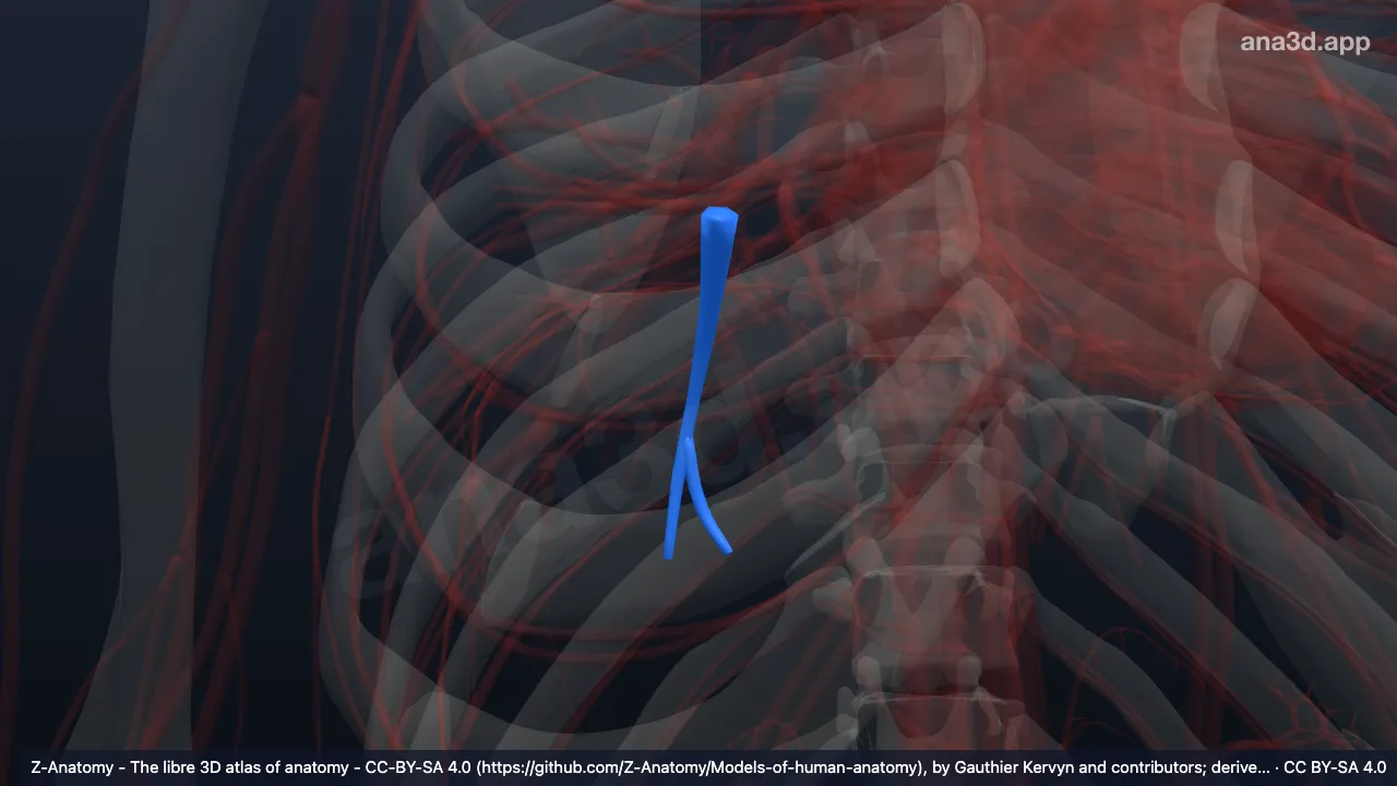 3D-Modell: Arteria segmentalis basalis posterior der rechten Lunge