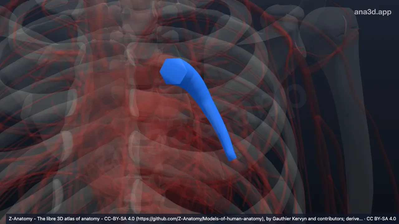Modelo 3D: Artéria pulmonar esquerda