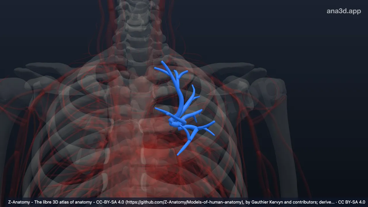 Modelo 3D: Arteria lobar superior del pulmón izquierdo