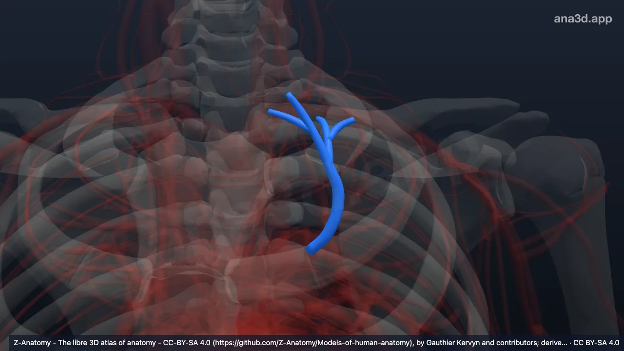 Modelo 3D: Artéria segmentar apical do pulmão esquerdo