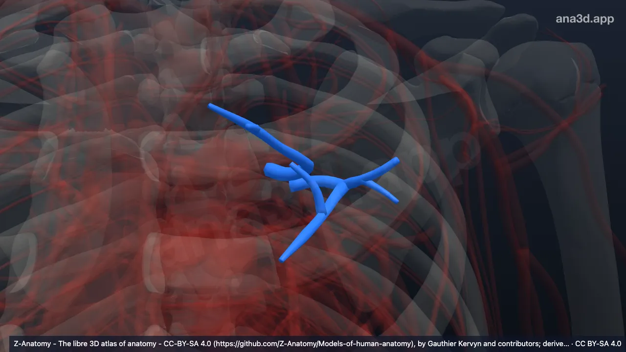 3D-Modell: Arteria segmentalis anterior der linken Lunge