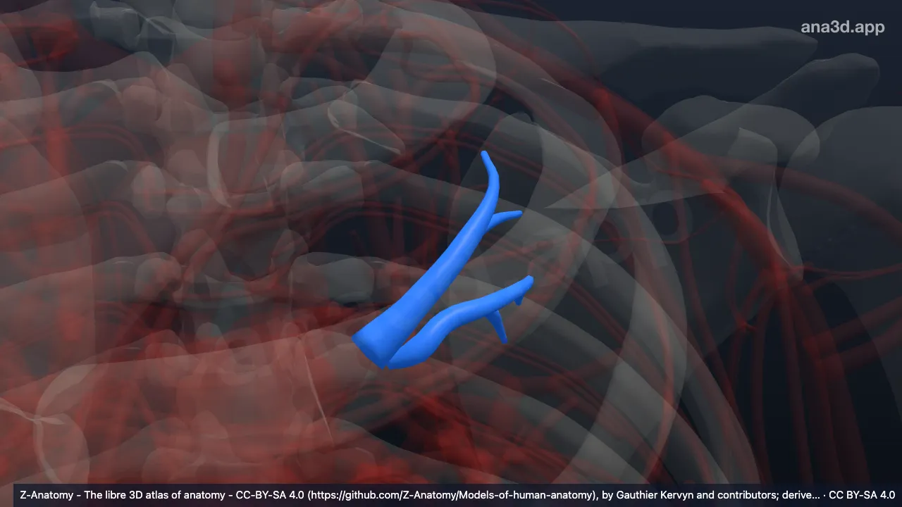 Modelo 3D: Artéria segmentar posterior do pulmão esquerdo
