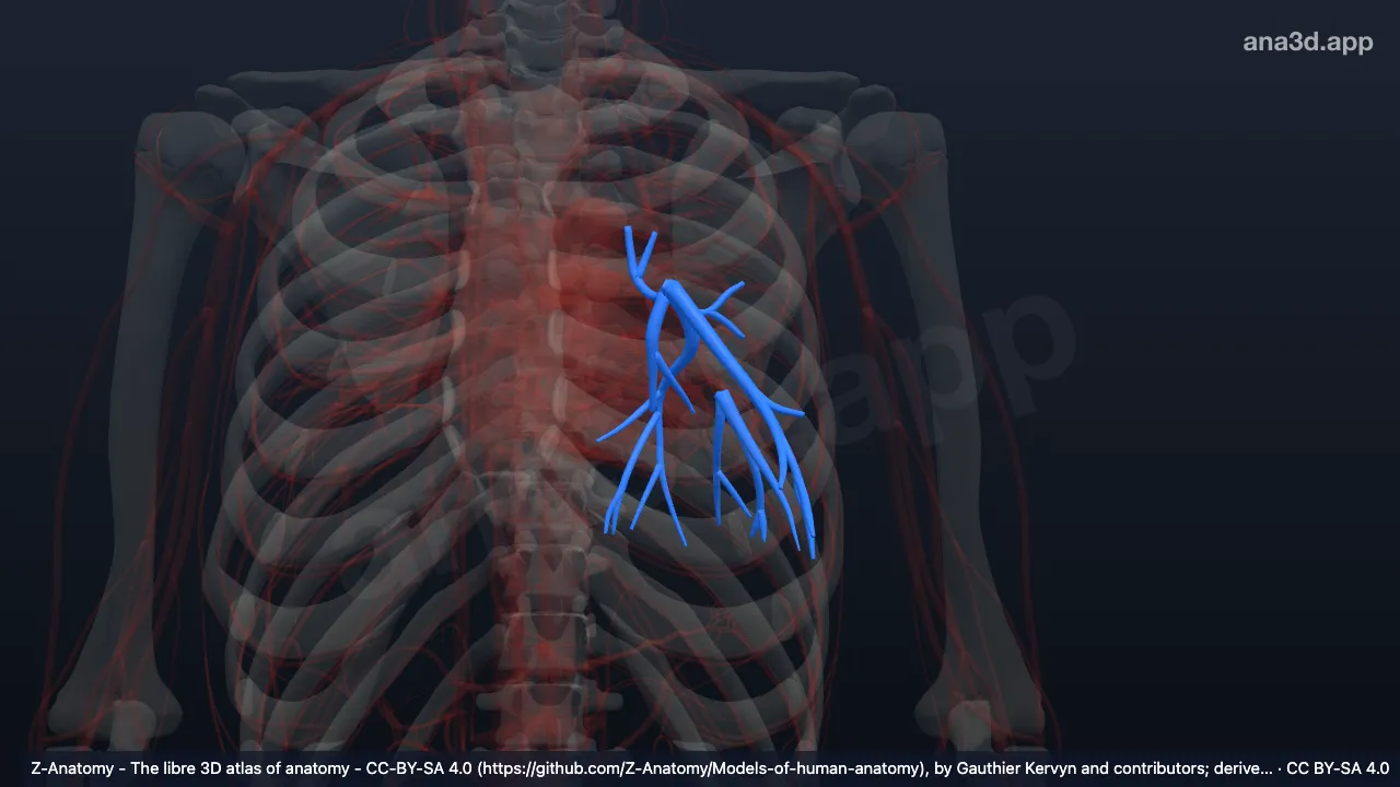 Model 3D: Arteri lobaris inferior paru kiri