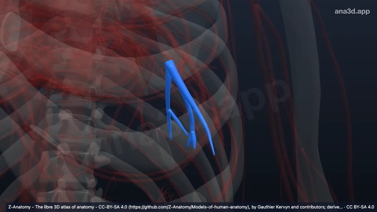Modelo 3D: Artéria segmentar basal anterior do pulmão esquerdo