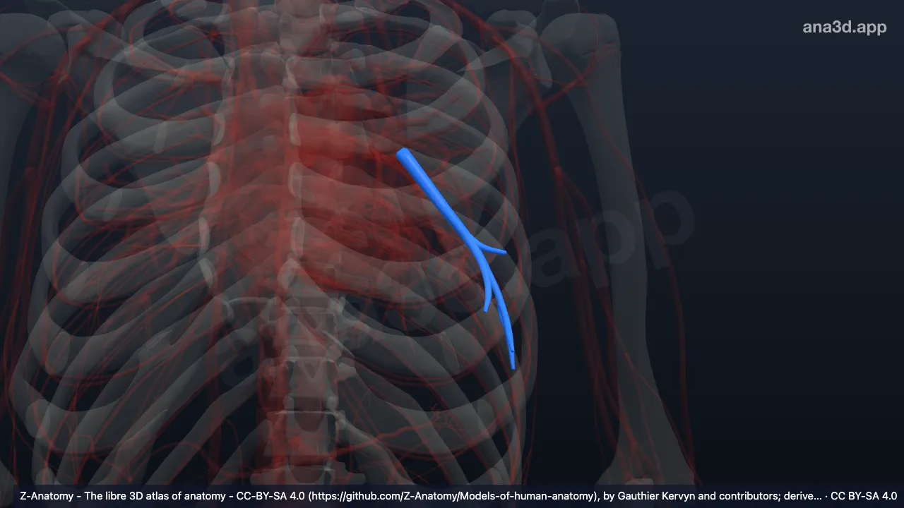 Modelo 3D: Artéria segmentar basal lateral do pulmão esquerdo