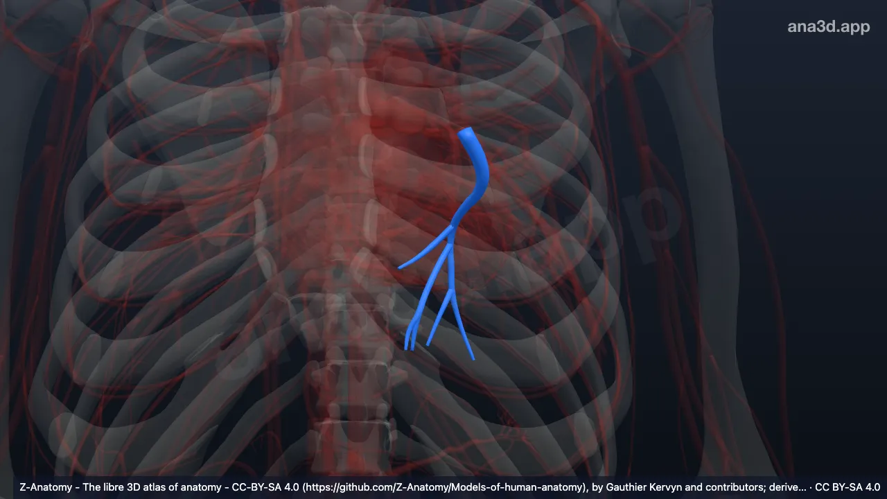 3D-Modell: Arteria segmentalis basalis posterior der linken Lunge
