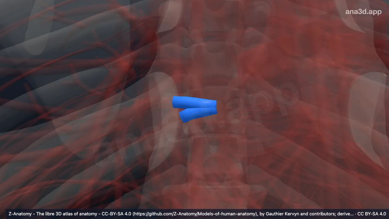 3Dモデル：右下肺静脈