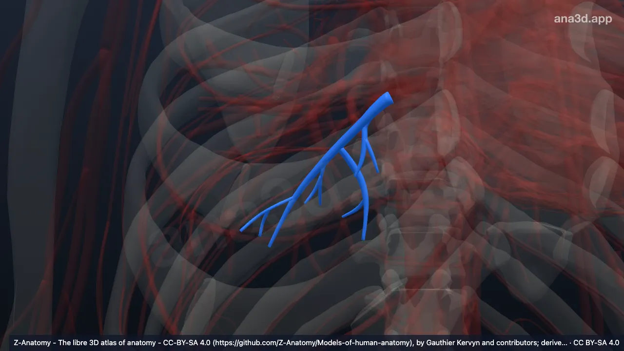 3D model: inferior basal vein of right lung