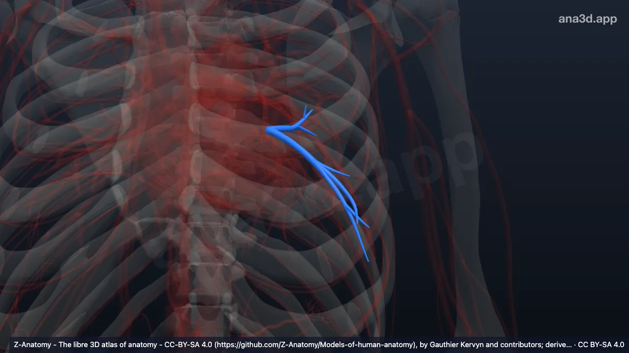 3D model: superior vein of left lung