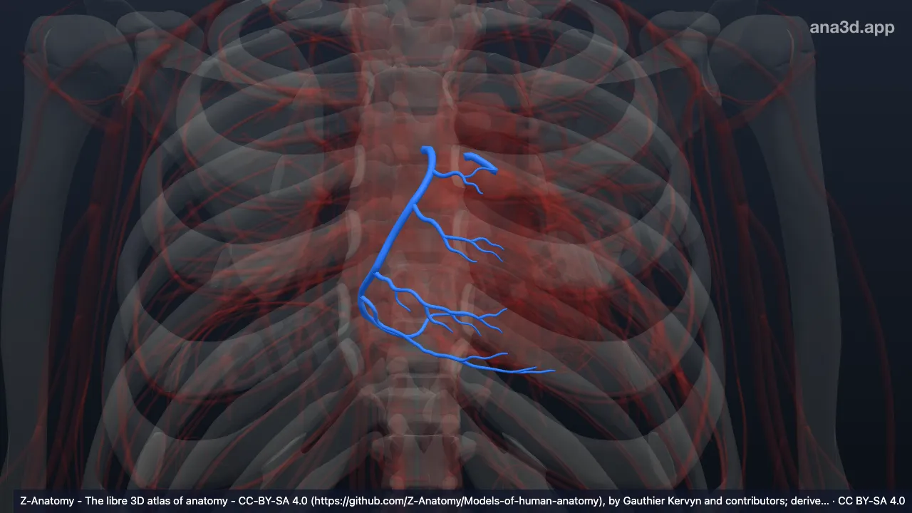 3D-Modell: Arterien des Herzens