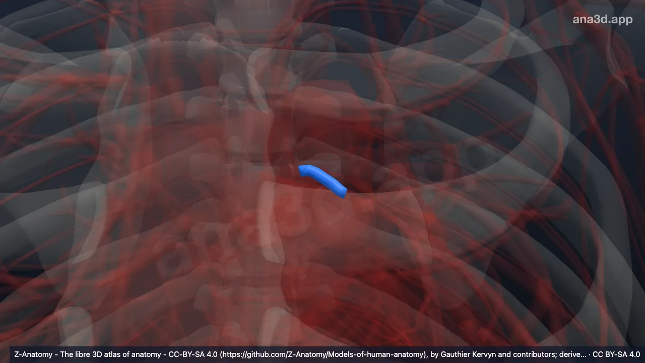 3D-Modell: Linke Arteria coronaria