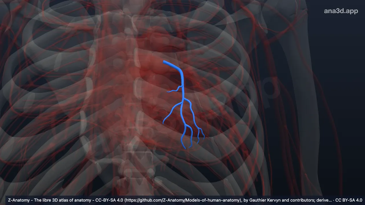Modelo 3D: Artéria interventricular anterior